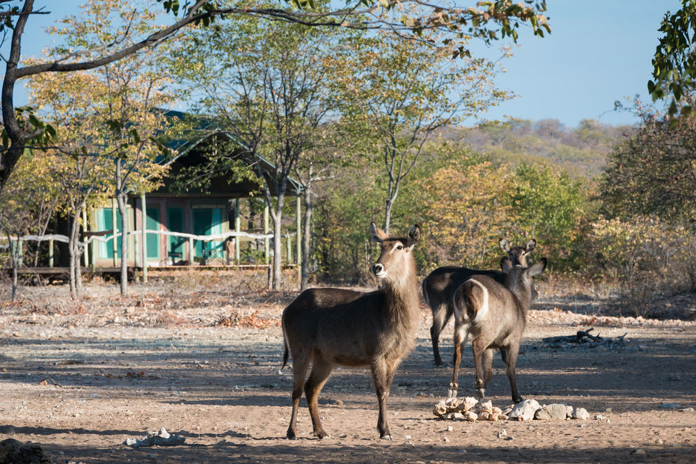 Ongava Tented Camp - All-Inclusive Okaukuejo Exterior foto